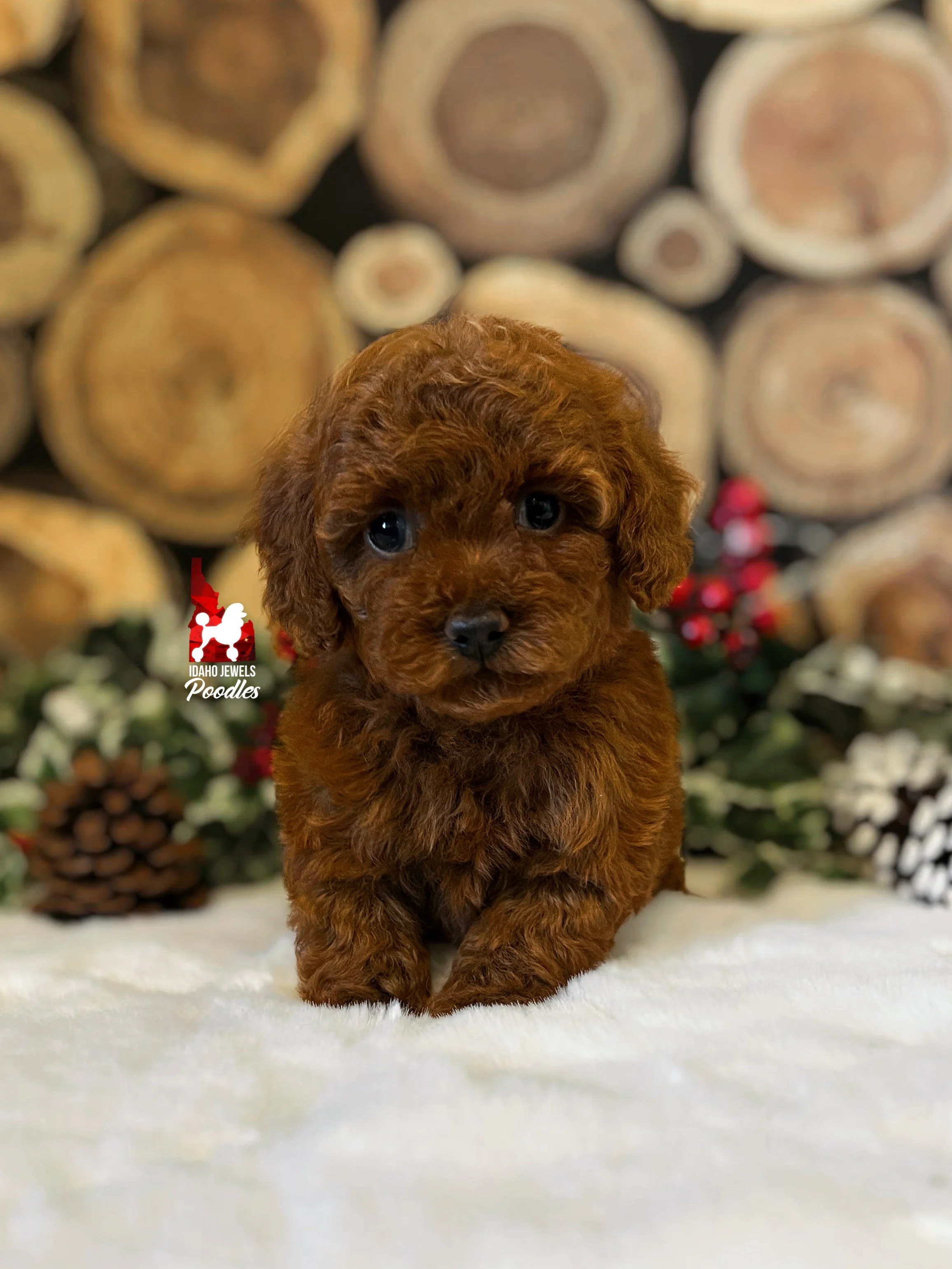 【jumelle】poodle bit coat FO Friday: Coats for Gizmo and Golly | Remily Knits
